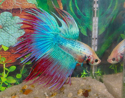 BETTA SPLENDENS